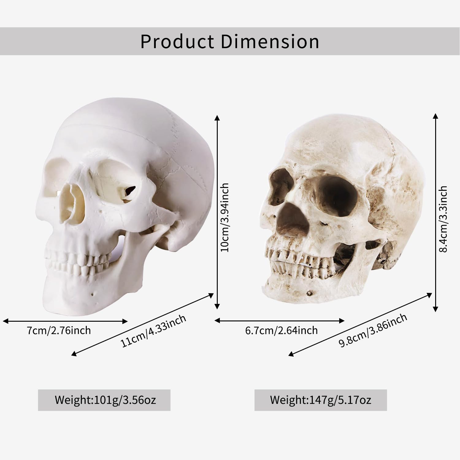 Amazon.com: 2-Pack Mini Skulls Décor, Human Skull Model Anatomy